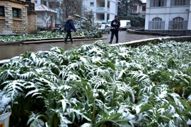 降温降雪严寒恶劣天气给北部各省造成严重损失