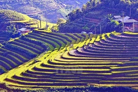 西北地区田梯美景（图片来源：越通社）