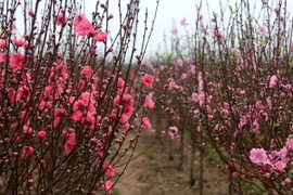 日新桃花园（图片来源：越通社）