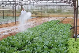 胡志明市合作社模式