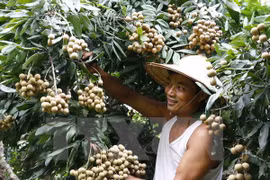 ​附图：越南龙眼（图片来源：越通社）