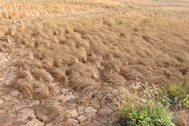 越南九龙江三角洲地区发生严峻干旱（图片来源：越通社）