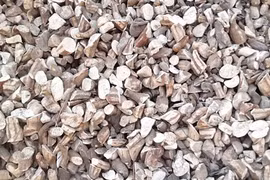 附图：木薯干片（图片来源：因特网）
