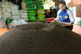 胡椒（图片来源：越通社）