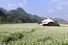 越南山罗省木州高原白油菜花深深吸引游客眼球 （图片来源于网络）