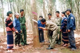 西原地区橡胶树