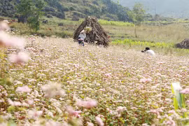 河江省——荞麦花