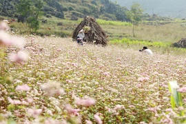 河江省——荞麦花