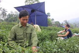 大慈县茶农采茶