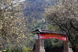 栘果花染白西北山区