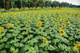 组图：ECOPARK 向日葵花园多彩缤纷迎秋天