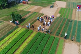 前八月越南接待国际游客超过144万人次