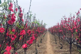 更子春节即将来临 廷榜桃花村准备迎接大丰收