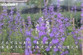 西就花农忧心春节花卉提前开放 售价不及预期