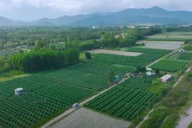 春节临近 平定省花村“年味浓”