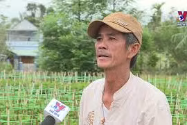 岘港市花农忙碌为春节的鲜花供应做好准备
