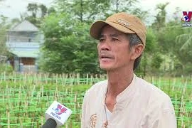 岘港市花农忙碌为春节的鲜花供应做好准备