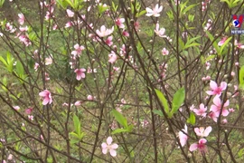 河静省桃花首府进入收获季 桃花市场一片熙熙攘攘