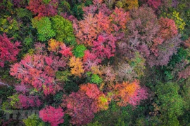 组图：高平省边境地区美不胜收的冬日美景