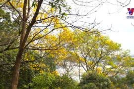 岘港市山茶半岛银珠繁花似锦 一片绚丽夺目的花海实在动人