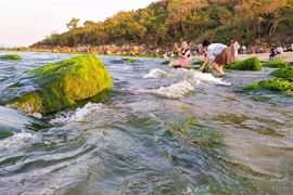 组图：越南旅游：南乌海边礁石上的苔藓季节