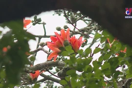 首都河内：百花盛开 春意盎然