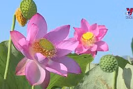 莲花绽放 惊艳了岘港整个夏天 