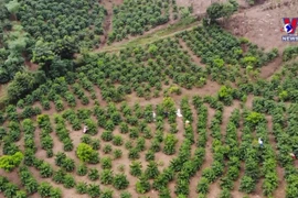 努力提升山罗咖啡品牌知名度 逐步征服质量要求苛刻的市场