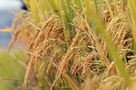 组图：莱州梯田美如画 乡村旅游醉游人