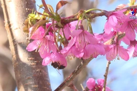 2022年木江界桃花节吸引大批游客前来旅游观光