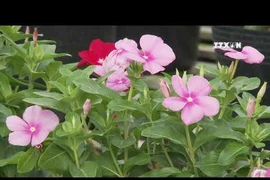同塔省沙沥村为己亥春节增供100万个花篮 