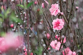 河内春节期间不能错过的四大集市