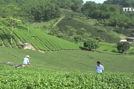 茶叶种植业协助谅山省居民脱贫致富