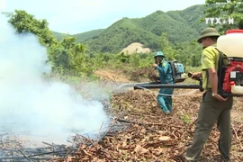 岘港市加强旱季森林火灾工作