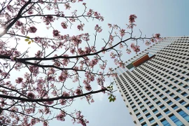 胡志明市洋红风铃木盛开 粉红色花海惹人迷醉