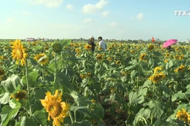 农业与旅游相结合模式为农民带来高效