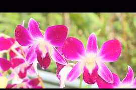 胡志明市为2018年春节花季做好准备