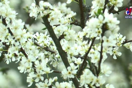 北河高原花季正值 纯白李花开满枝头