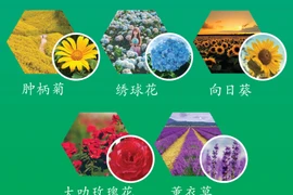 图表新闻：大叻市十大名花