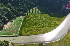 宁平省接待国际游客量显著增加