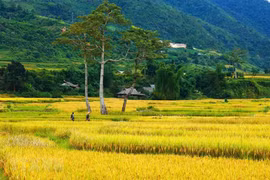 组图：木江界山丘金色“地毯”美不胜收