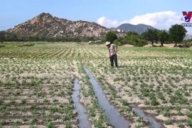 沙漠变成耕地 为农民带来较高经效益