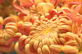 河内市古菊花园里一场菊花盛宴迎新春