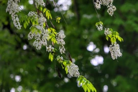 组图：黄檀花竞相盛开 河内街景美如画