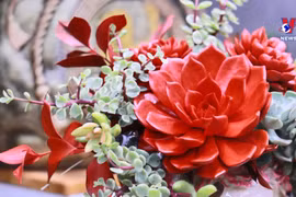 在家中种植石莲花 为家庭带来长久的吉祥之气