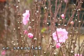 春节来临 花卉市场百花争艳、人群如潮 