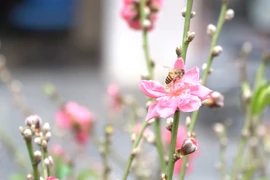 河内市古街上五颜六色的传统花卉集市