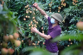 组图：北江省荔枝正进入收获期