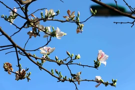 组图：山罗省羊蹄甲在漫山遍野地绽放