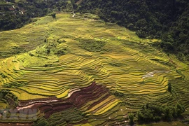 组图：和平省山丘梯田景色美翻了